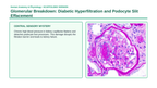 The Urinary System Scaffolded Phenomena-Based Lesson: Glomerular Breakdown: Diabetic Hyperfiltration and Podocyte Slit Effacement Presentation sample page