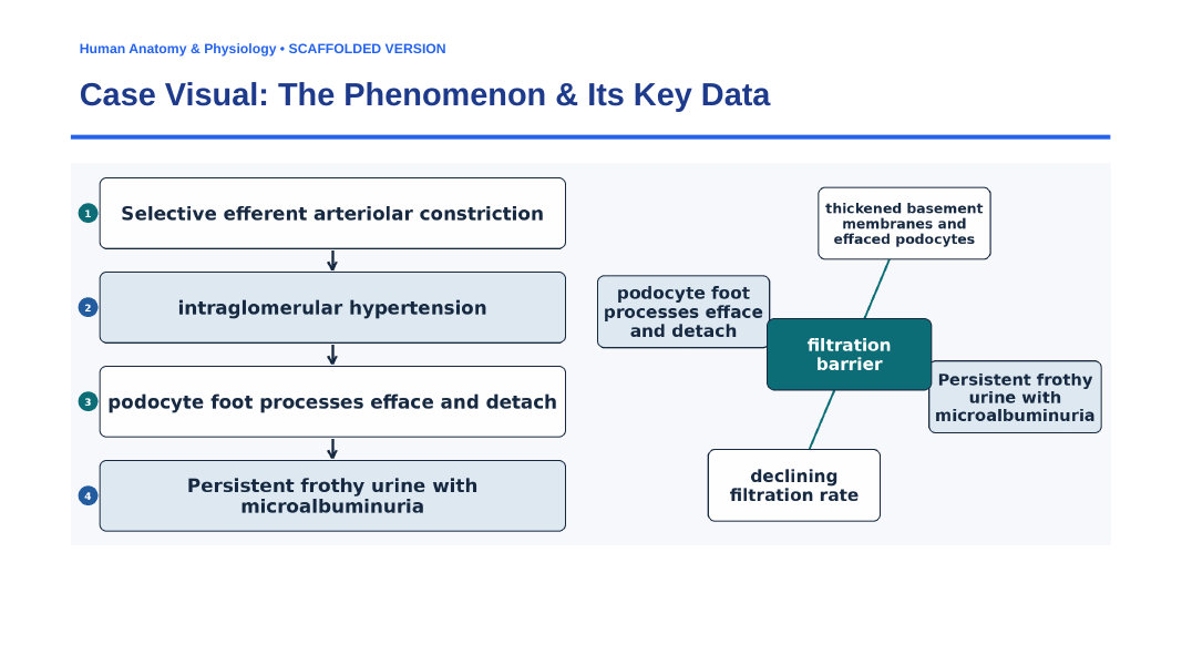 The Urinary System Scaffolded Phenomena-Based Lesson: Glomerular Breakdown: Diabetic Hyperfiltration and Podocyte Slit Effacement Presentation sample page