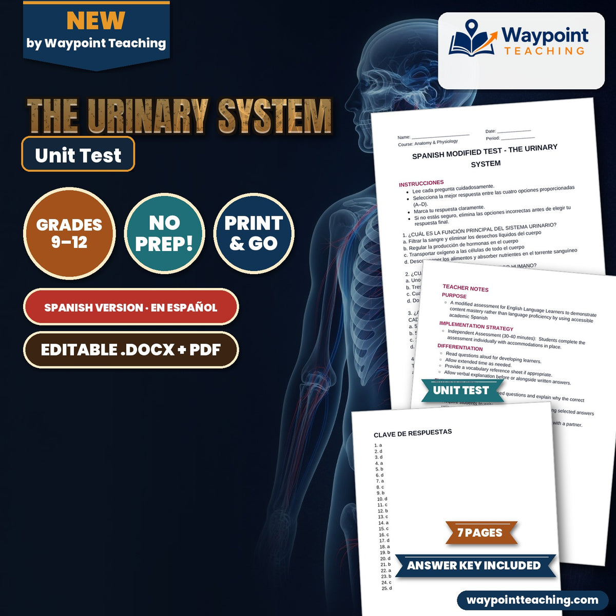 The Urinary System Spanish Unit Test cover