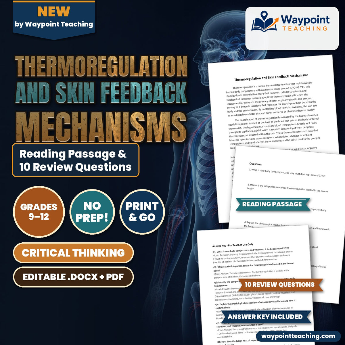 Thermoregulation and Skin Feedback Mechanisms Reading Worksheet cover