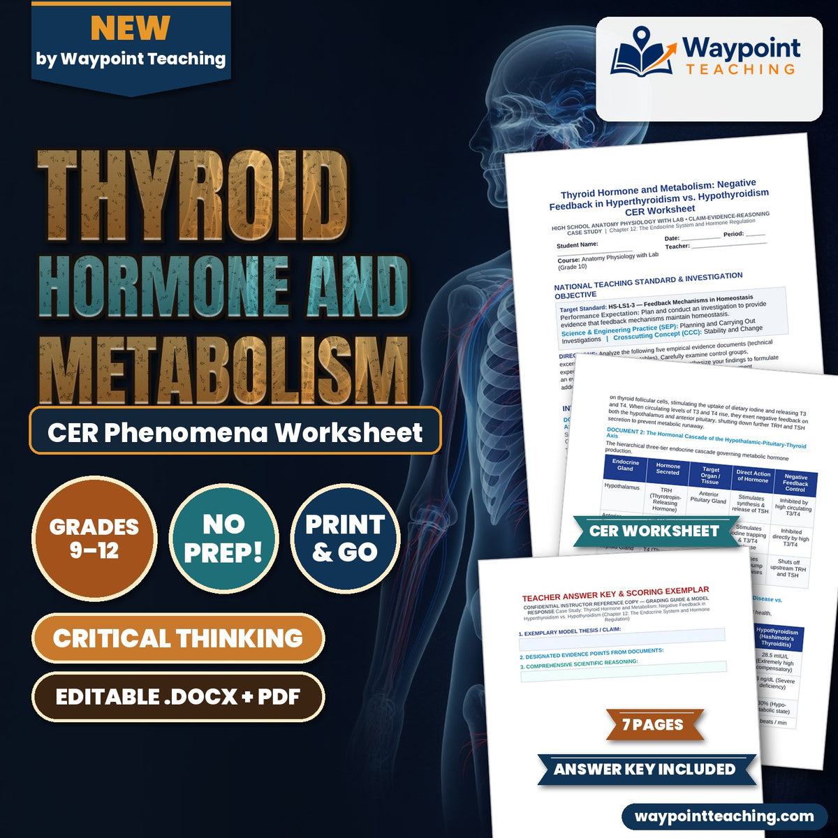 Thyroid Hormone and Metabolism: Negative Feedback in Hyperthyroidism vs. Hypothyroidism CER Phenomena Worksheet cover