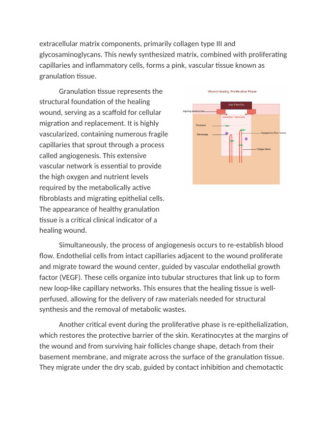Tissue Repair and Wound Healing in the Integumentary System Reading Worksheet sample page