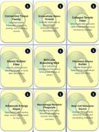 Tissues: Types, Structure, & Function Trivia Board Game sample page