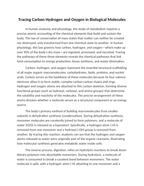 Tracing Carbon Hydrogen and Oxygen in Biological Molecules Reading Worksheet sample page