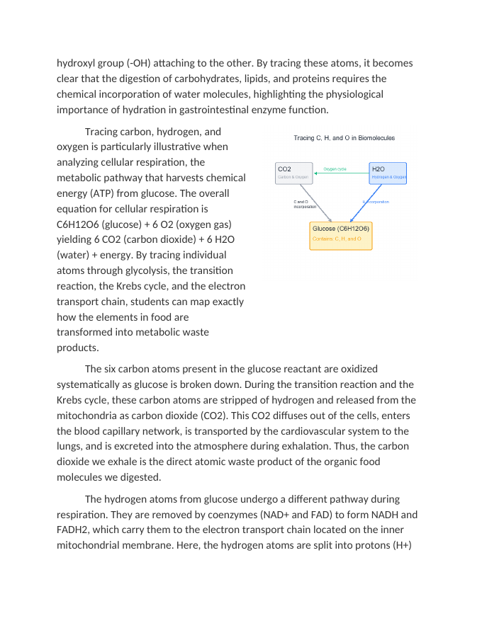 Tracing Carbon Hydrogen and Oxygen in Biological Molecules Reading Worksheet sample page