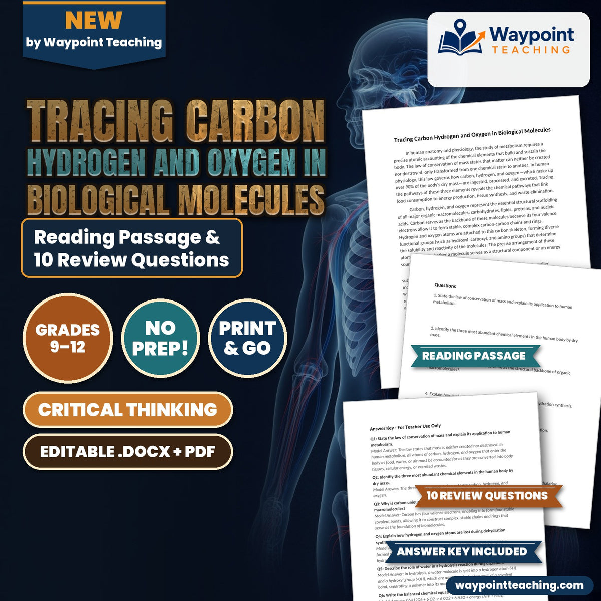 Tracing Carbon Hydrogen and Oxygen in Biological Molecules Reading Worksheet cover