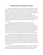 Tracing Pulmonary and Systemic Circulation Reading Worksheet sample page