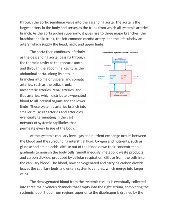 Tracing Pulmonary and Systemic Circulation Reading Worksheet sample page