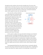 Tracing Pulmonary and Systemic Circulation Reading Worksheet sample page
