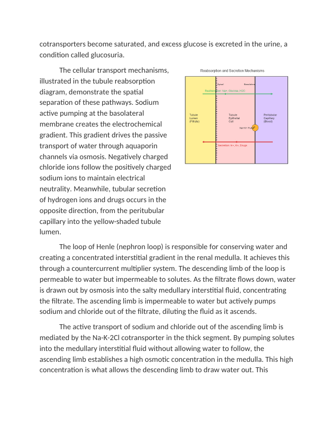 Tubular Reabsorption and Secretion Processes Reading Worksheet sample page