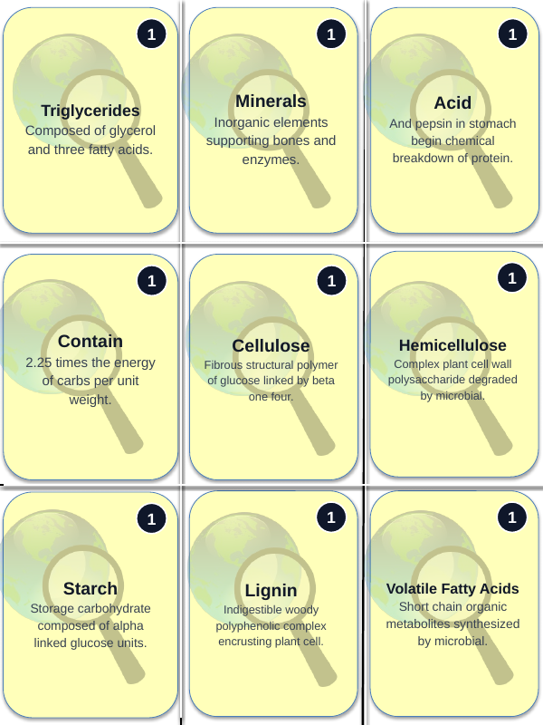 Core Nutrition of Animals Trivia Board Game sample page