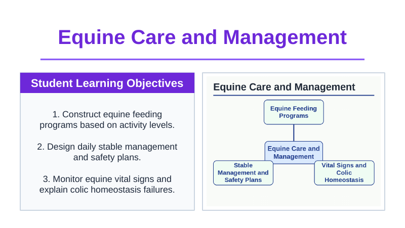 Equine Care & Management Slide Show Presentation sample page