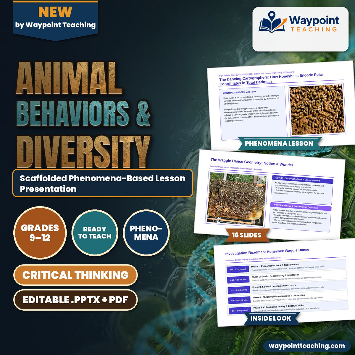 Animal Behaviors & Diversity Scaffolded Phenomena-Based Lesson: Honeybee Waggle Dance Presentation cover