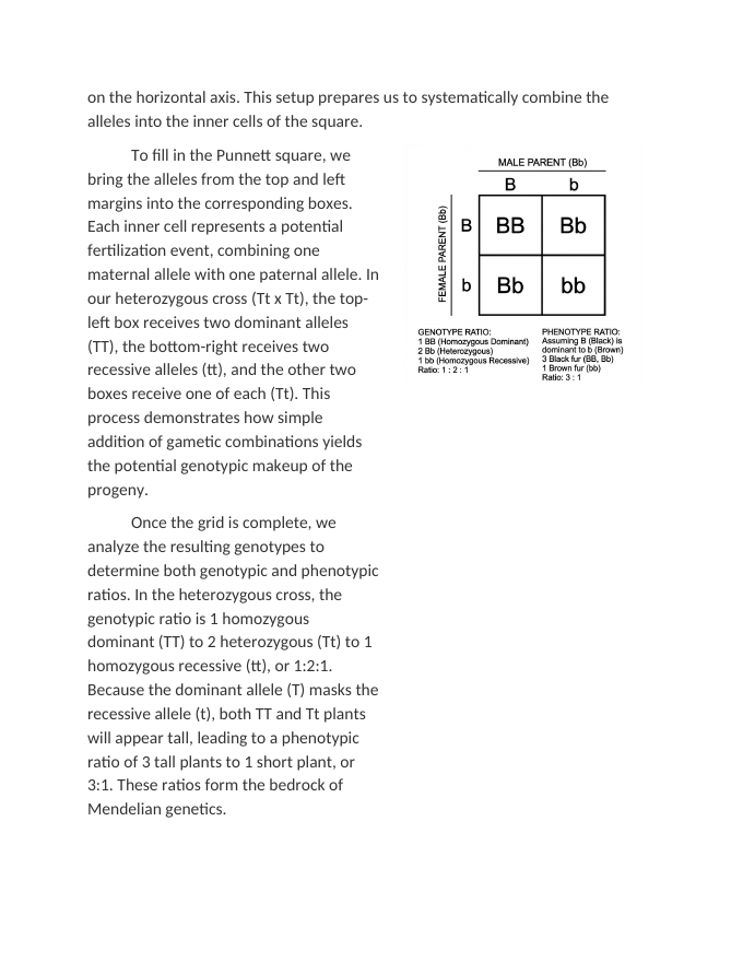 Calculating Probability with Punnett Squares Reading Worksheet sample page