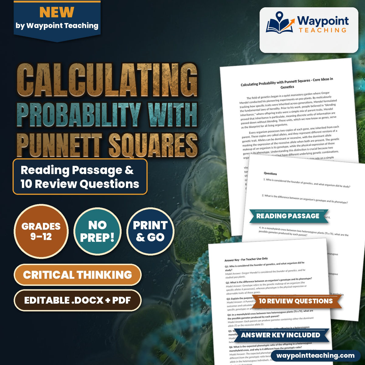 Calculating Probability with Punnett Squares Reading Worksheet cover