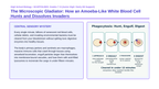 Cell Structure & Function Scaffolded Phenomena-Based Lesson: Macrophage Phagocytosis Presentation sample page