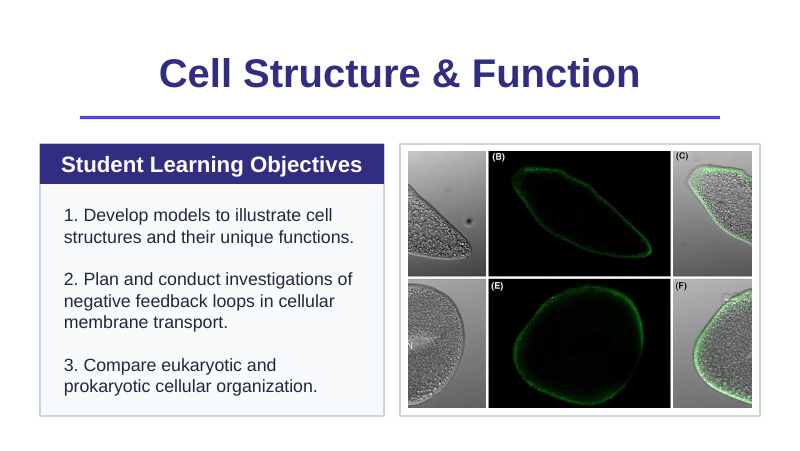 Cell Structure & Function Slide Show Presentation sample page