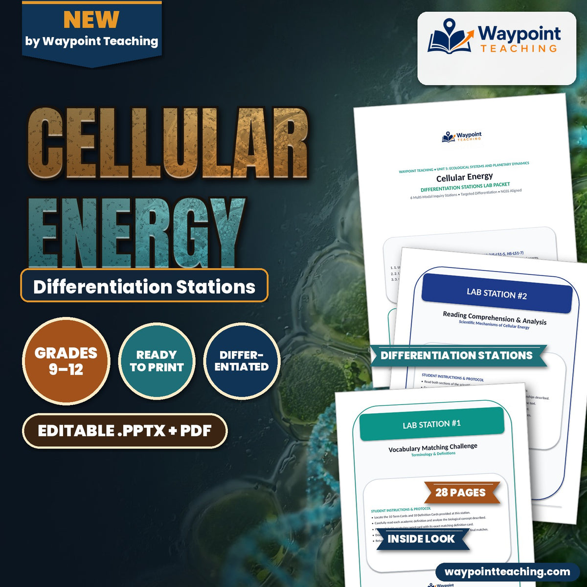 Cellular Energy Differentiation Stations cover