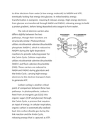 Comparing Photosynthesis and Cellular Respiration Reading Worksheet sample page