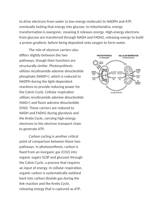 Comparing Photosynthesis and Cellular Respiration Reading Worksheet sample page