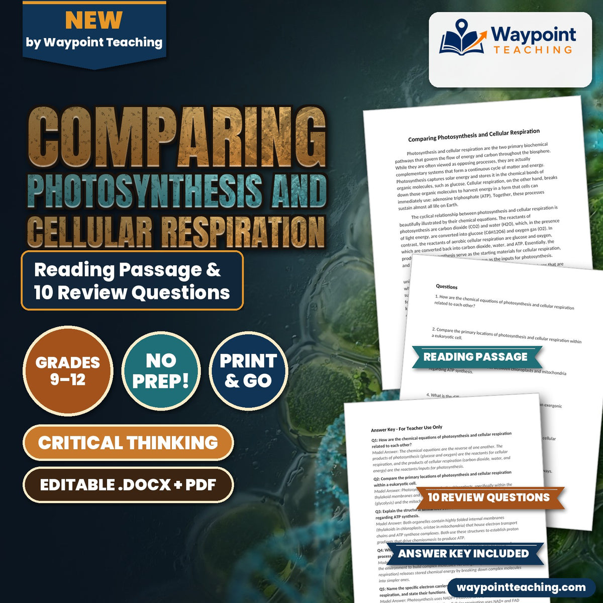 Comparing Photosynthesis and Cellular Respiration Reading Worksheet cover