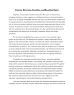 Enzyme Structure Function and Reaction Rates Reading Worksheet sample page