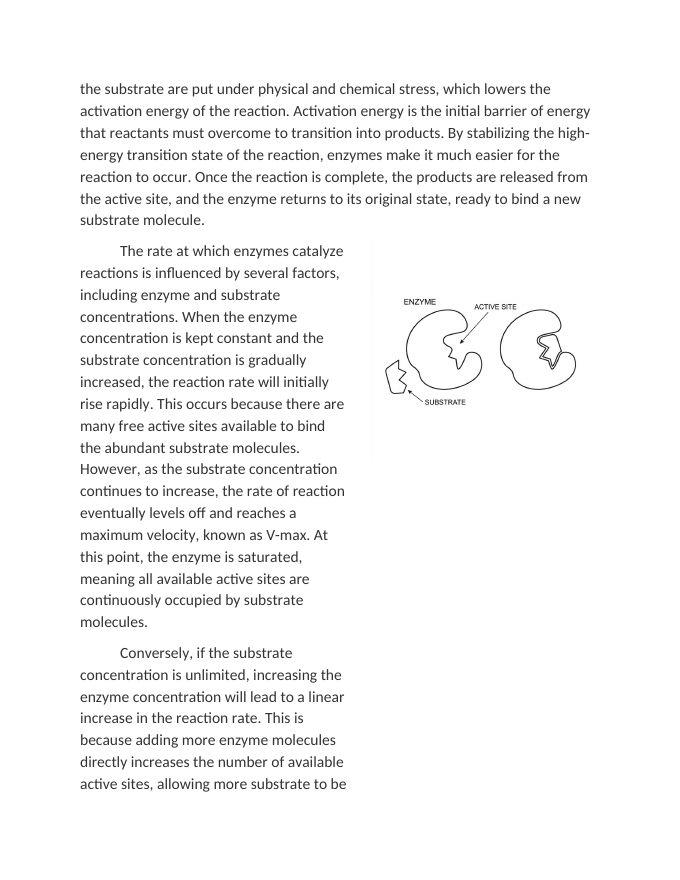 Enzyme Structure Function and Reaction Rates Reading Worksheet sample page