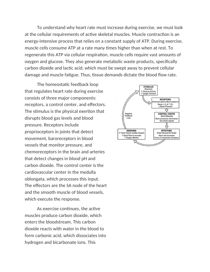 Heart Rate Response to Exercise and Homeostasis Reading Worksheet sample page