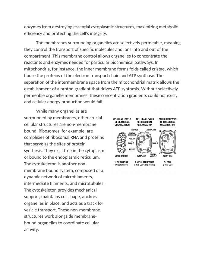 Hierarchical Organization: From Organelles to Cells Reading Worksheet sample page