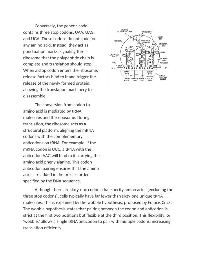 How DNA Sequences Code for Specific Proteins Reading Worksheet sample page