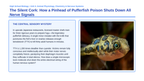 Human Body Systems Phenomena-Based Lesson: Pufferfish Tetrodotoxin Paralysis Presentation sample page