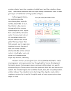 Analyzing Cellular Differentiation Timelines in Eukaryotes Reading Worksheet sample page