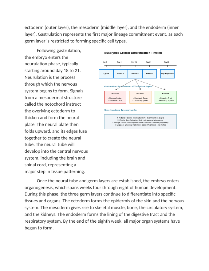 Analyzing Cellular Differentiation Timelines in Eukaryotes Reading Worksheet sample page