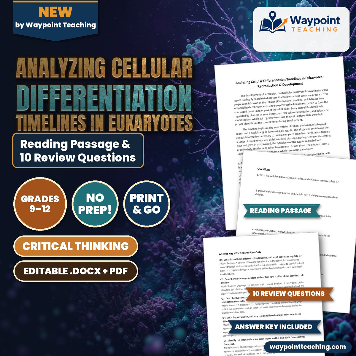 Analyzing Cellular Differentiation Timelines in Eukaryotes Reading Worksheet cover