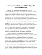 Analyzing Telomere Shortening and Cellular Aging Reading Worksheet sample page