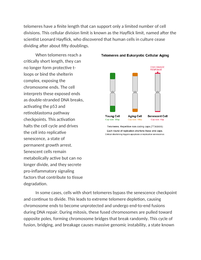 Analyzing Telomere Shortening and Cellular Aging Reading Worksheet sample page