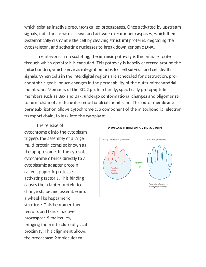 Apoptosis in Embryonic Tissue Sculpting Reading Worksheet sample page
