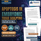 Apoptosis in Embryonic Tissue Sculpting Reading Worksheet cover