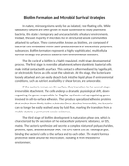 Biofilm Formation and Microbial Survival Strategies Reading Worksheet sample page