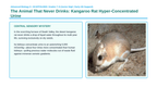 Cell Membrane & Transport Scaffolded Phenomena-Based Lesson: The Animal That Never Drinks: Kangaroo Rat Hyper-Concentrated Urine Presentation sample page