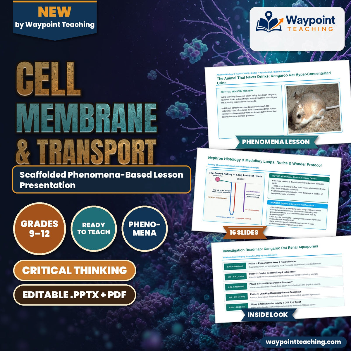 Cell Membrane & Transport Scaffolded Phenomena-Based Lesson: The Animal That Never Drinks: Kangaroo Rat Hyper-Concentrated Urine Presentation cover