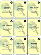 Cell Membrane & Transport Trivia Board Game sample page