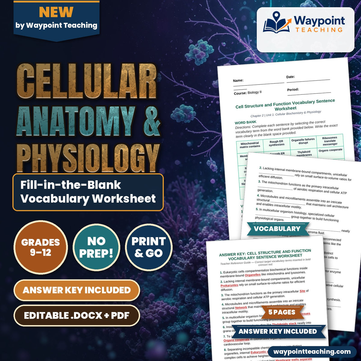 Cellular Anatomy & Physiology Fill-in-the-Blank Vocabulary Worksheet cover