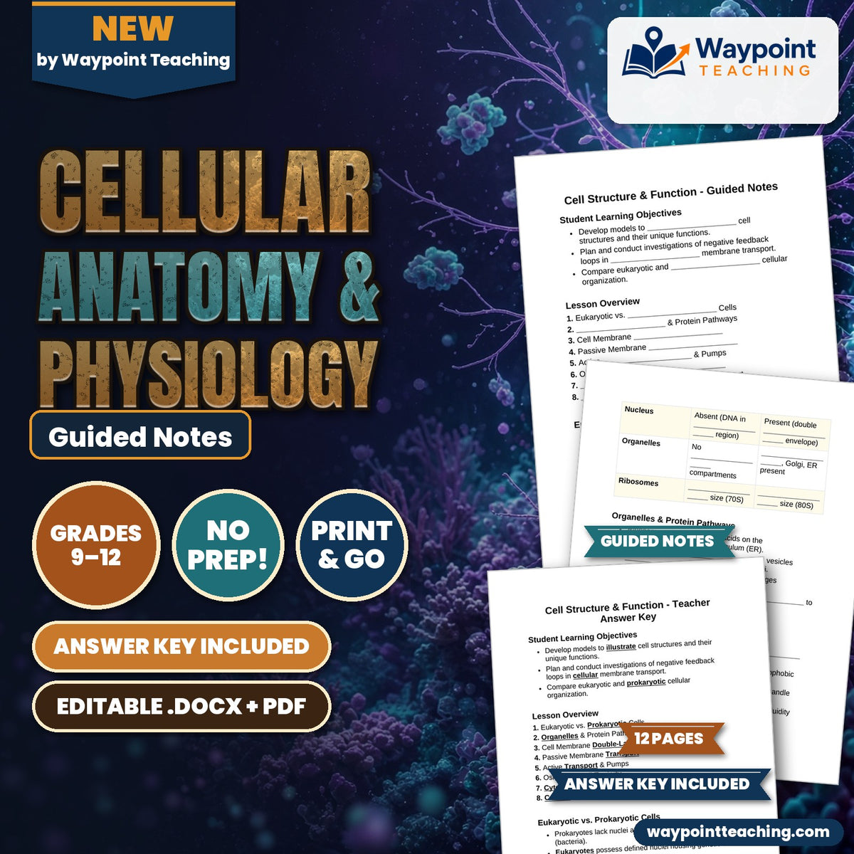 Cellular Anatomy & Physiology Guided Notes cover