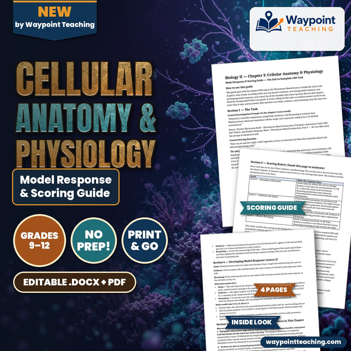 Cellular Anatomy & Physiology Model Response & Scoring Guide cover
