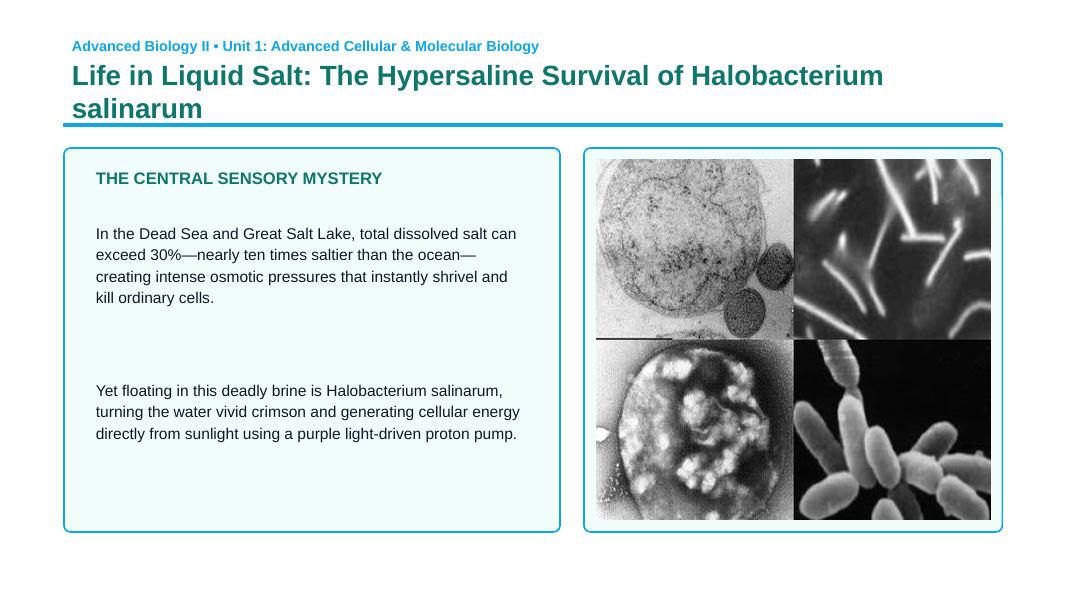 Cellular Anatomy & Physiology Phenomena-Based Lesson: Life in Liquid Salt: The Hypersaline Survival of Halobacterium salinarum Presentation sample page