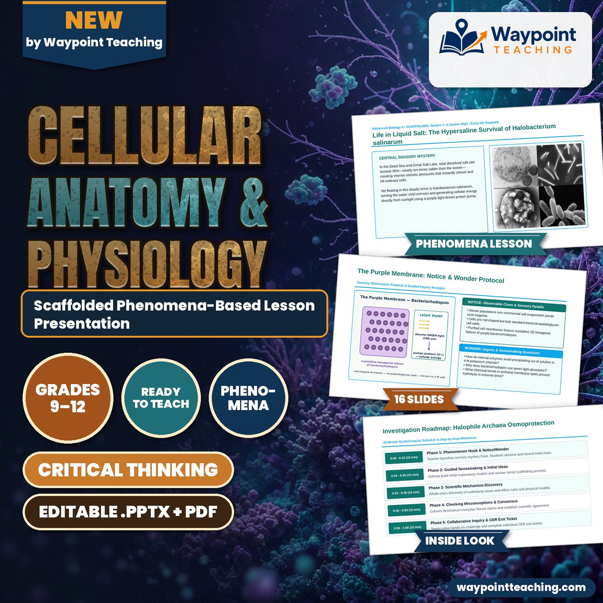 Cellular Anatomy & Physiology Scaffolded Phenomena-Based Lesson: Life in Liquid Salt: The Hypersaline Survival of Halobacterium salinarum Presentation cover