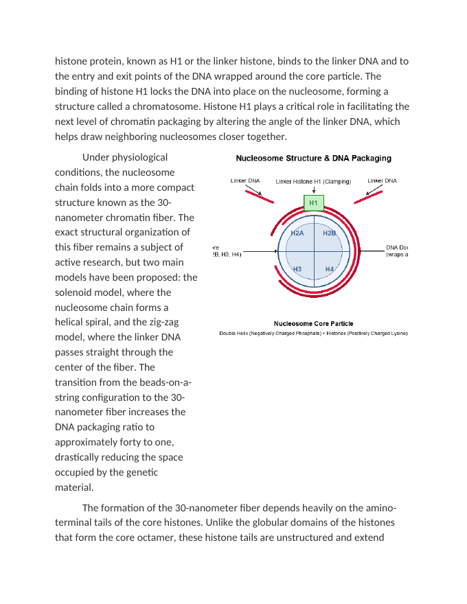 Chromatin Condensation and Histone Interactions Reading Worksheet sample page