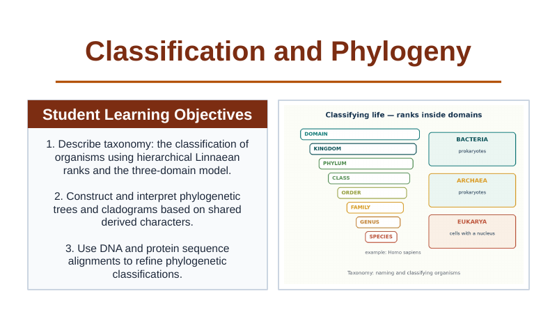 Classification & Phylogeny Slide Show Presentation sample page