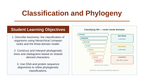 Classification & Phylogeny Slide Show Presentation sample page